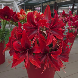 Amaryllis Red Amazone