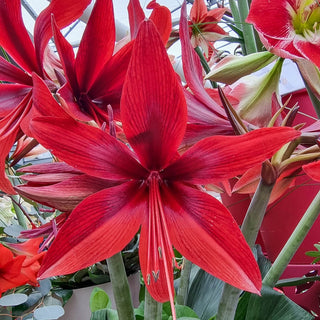 Amaryllis Red Amazone