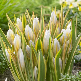 Tulip Interaction