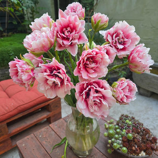 Double Peony Tulip Magic Sensation