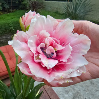 Double Peony Tulip Magic Sensation