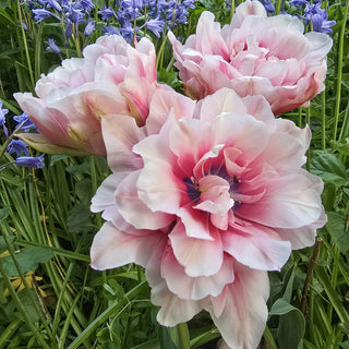 Double Peony Tulip Magic Sensation