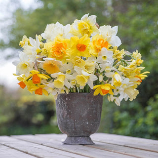 Cutflower Daffodil Mix