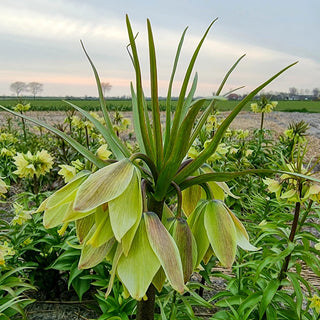 Fritillaria raddeana