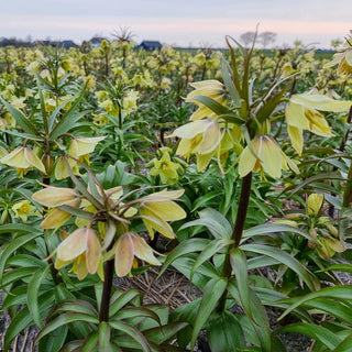 Fritillaria raddeana