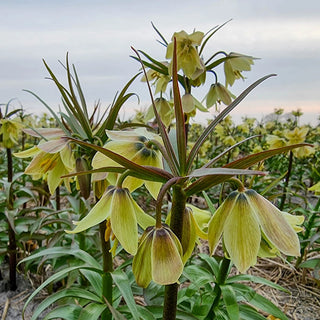 Fritillaria raddeana