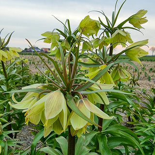Fritillaria raddeana