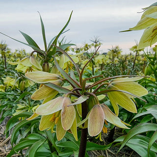 Fritillaria raddeana
