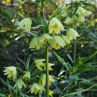 Fritillaria raddeana