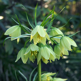 Fritillaria raddeana