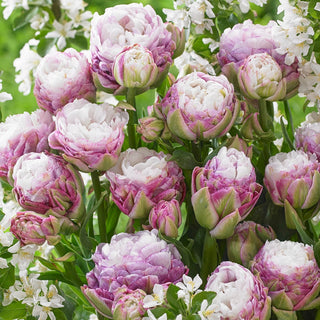 Double Peony Tulip Peggy Wonder