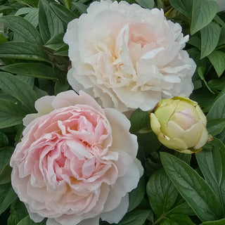 Peony Snow Mountain