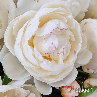Peony Snow Mountain