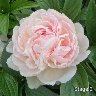 Peony Snow Mountain