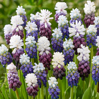 Broad-Leaved Grape Hyacinth Duet