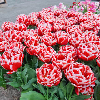 Double Peony Tulip Everton