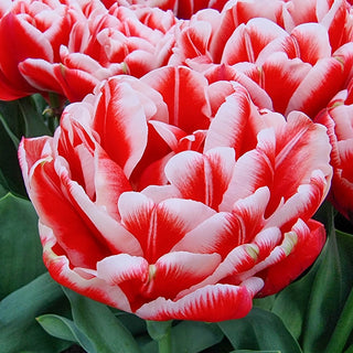 Double Peony Tulip Everton