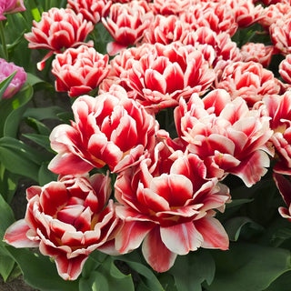 Double Peony Tulip Everton