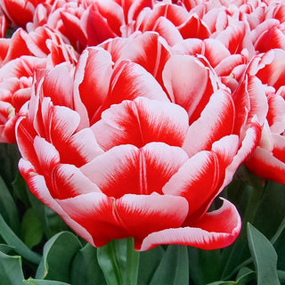 Double Peony Tulip Everton