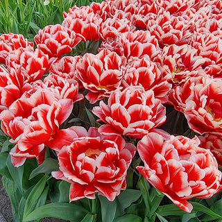 Double Peony Tulip Everton