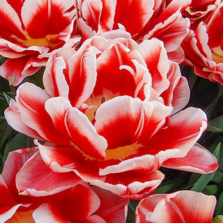 Double Peony Tulip Everton