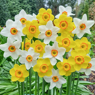 Milk and Honey Daffodil Duet