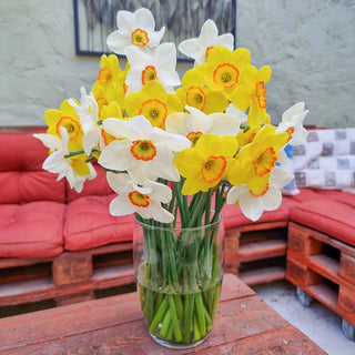 Milk and Honey Daffodil Duet