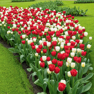 Strawberry Shortcake Tulip Duet