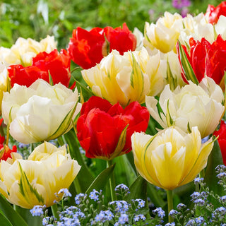 Valley Tulip Mix