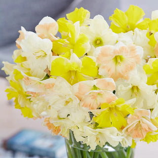 Butterfly Daffodil Trio