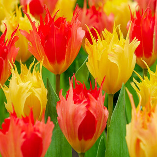 Hearts a'Fire Tulip Duet