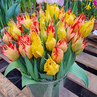 Hearts a'Fire Tulip Duet