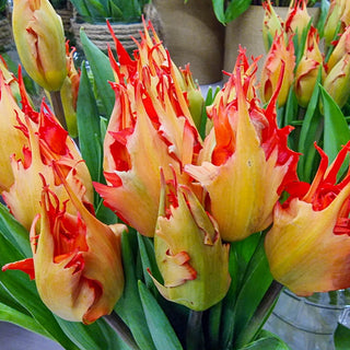 Hearts a'Fire Tulip Duet