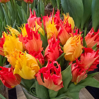 Hearts a'Fire Tulip Duet
