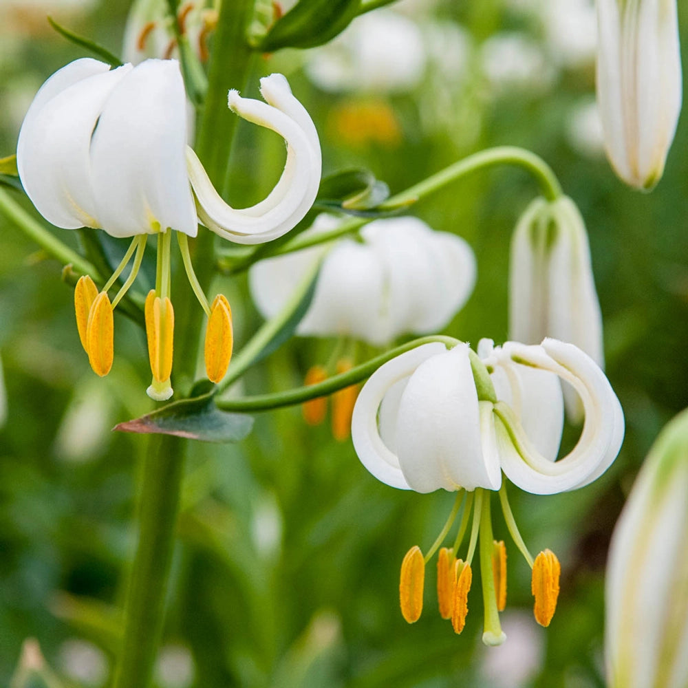 Martagon Lily Snowy Morning
