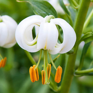 Martagon Lily Snowy Morning