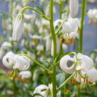 Martagon Lily Snowy Morning