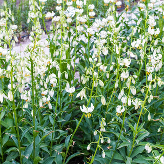 Martagon Lily Snowy Morning