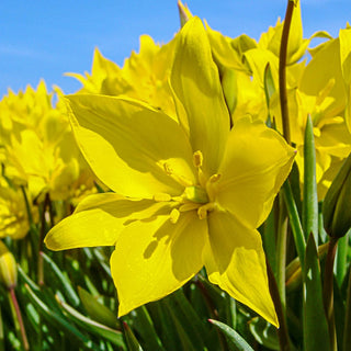 The Woodland Tulip