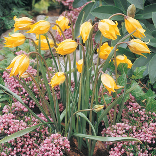 The Woodland Tulip