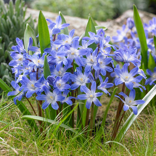 Early Snow Glories Blue Giant