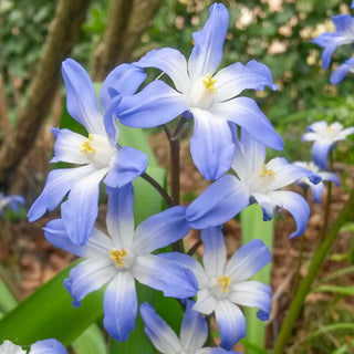 Early Snow Glories Blue Giant