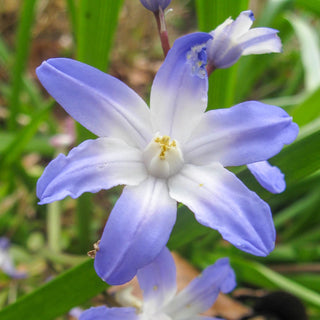 Early Snow Glories Blue Giant