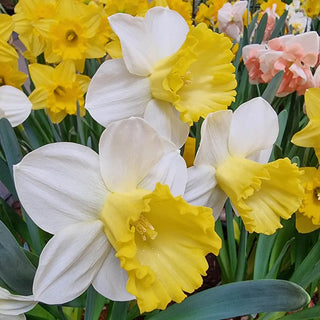 Trumpet Daffodil Attraction