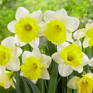 Trumpet Daffodil Attraction