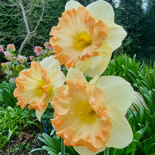 Large Cupped Narcissus Easter Party
