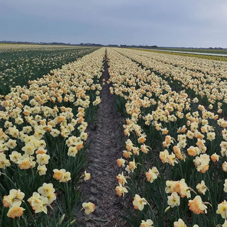 Large Cupped Narcissus Easter Party