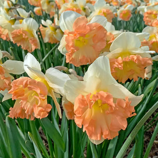 Large Cupped Narcissus Easter Party