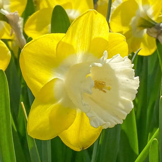 Large-Cupped Narcissus Mr Vain