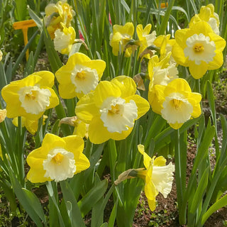 Large-Cupped Narcissus Mr Vain